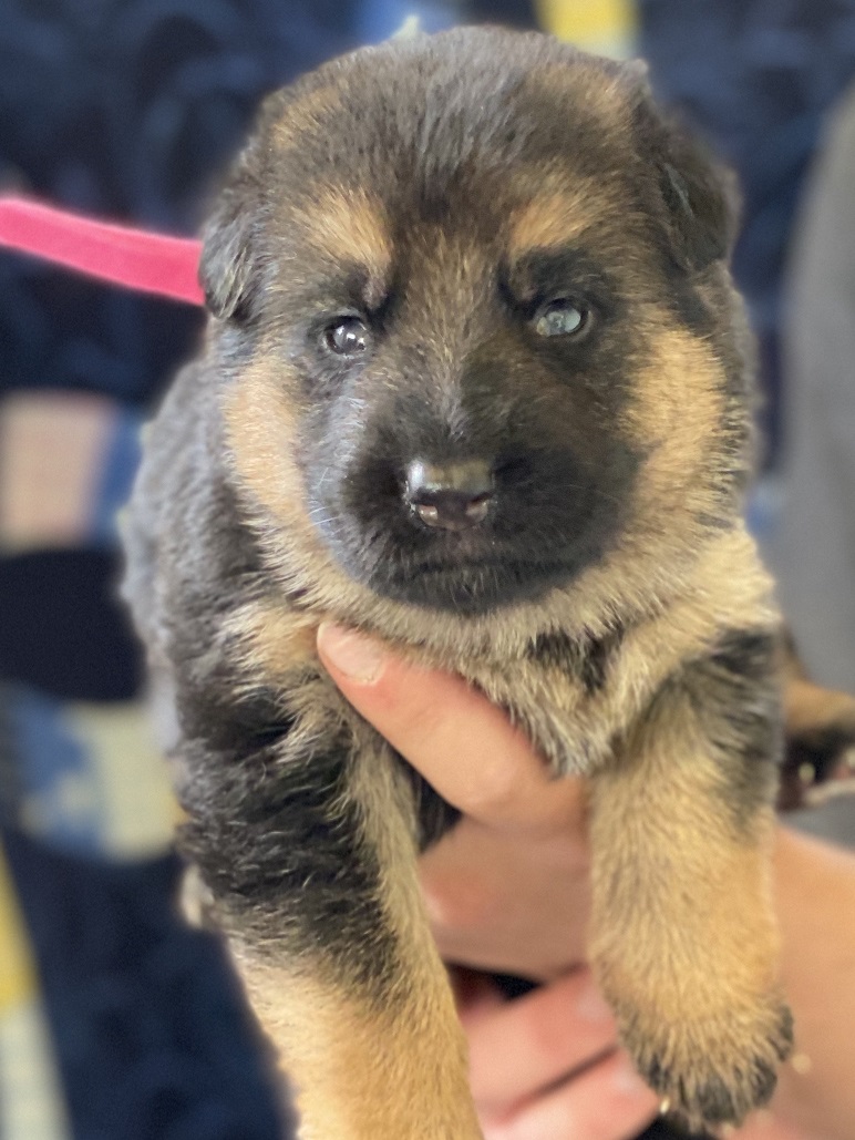 Regis Regal German Shepherds