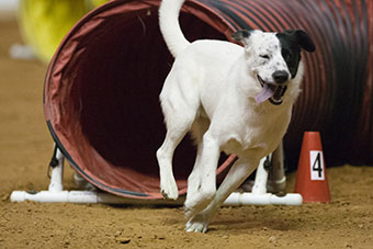 CM Streek Agility Training Center — dog trainer in Tyler, TX