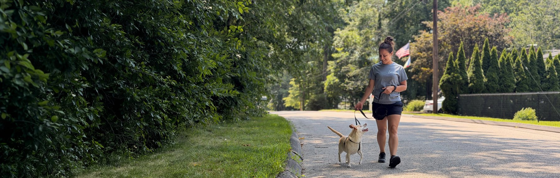 Lasata Dog Training — dog trainer in Middletown, CT