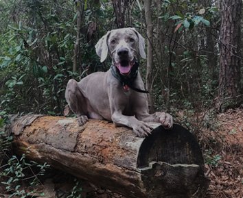 Total Dog Tampa — dog trainer in Tampa, FL