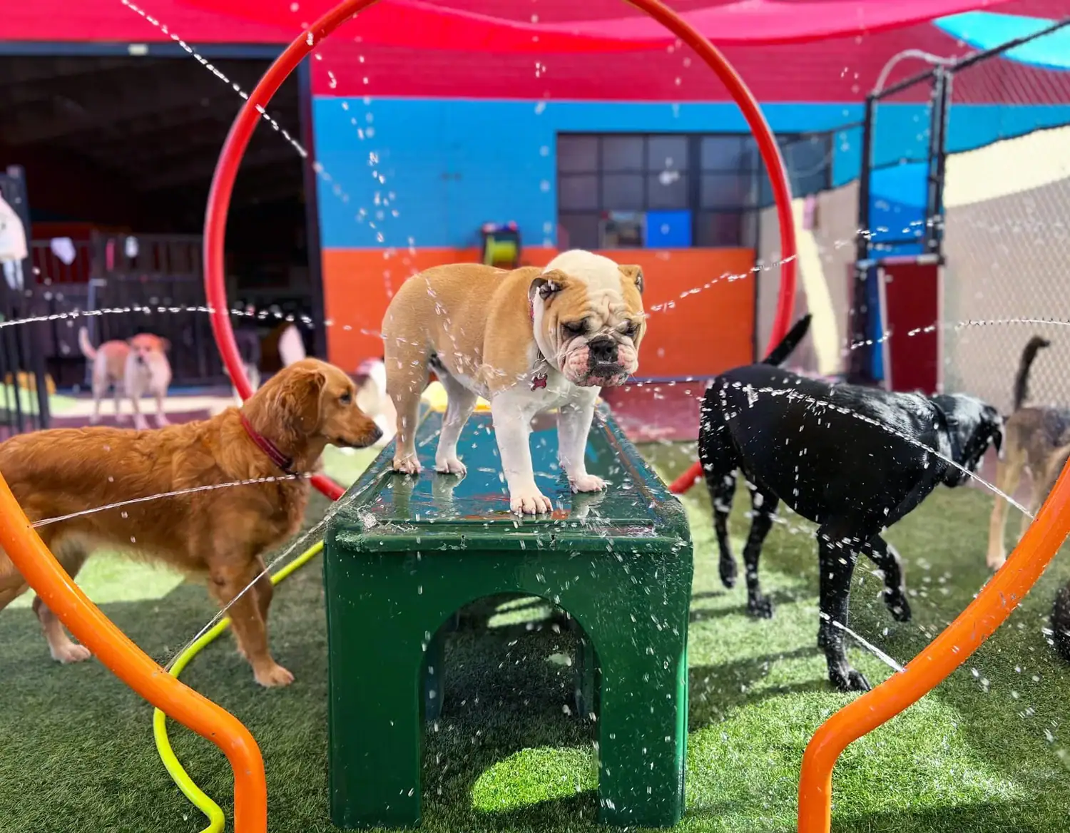 South Park Doggie – Adventureland (South Bay)