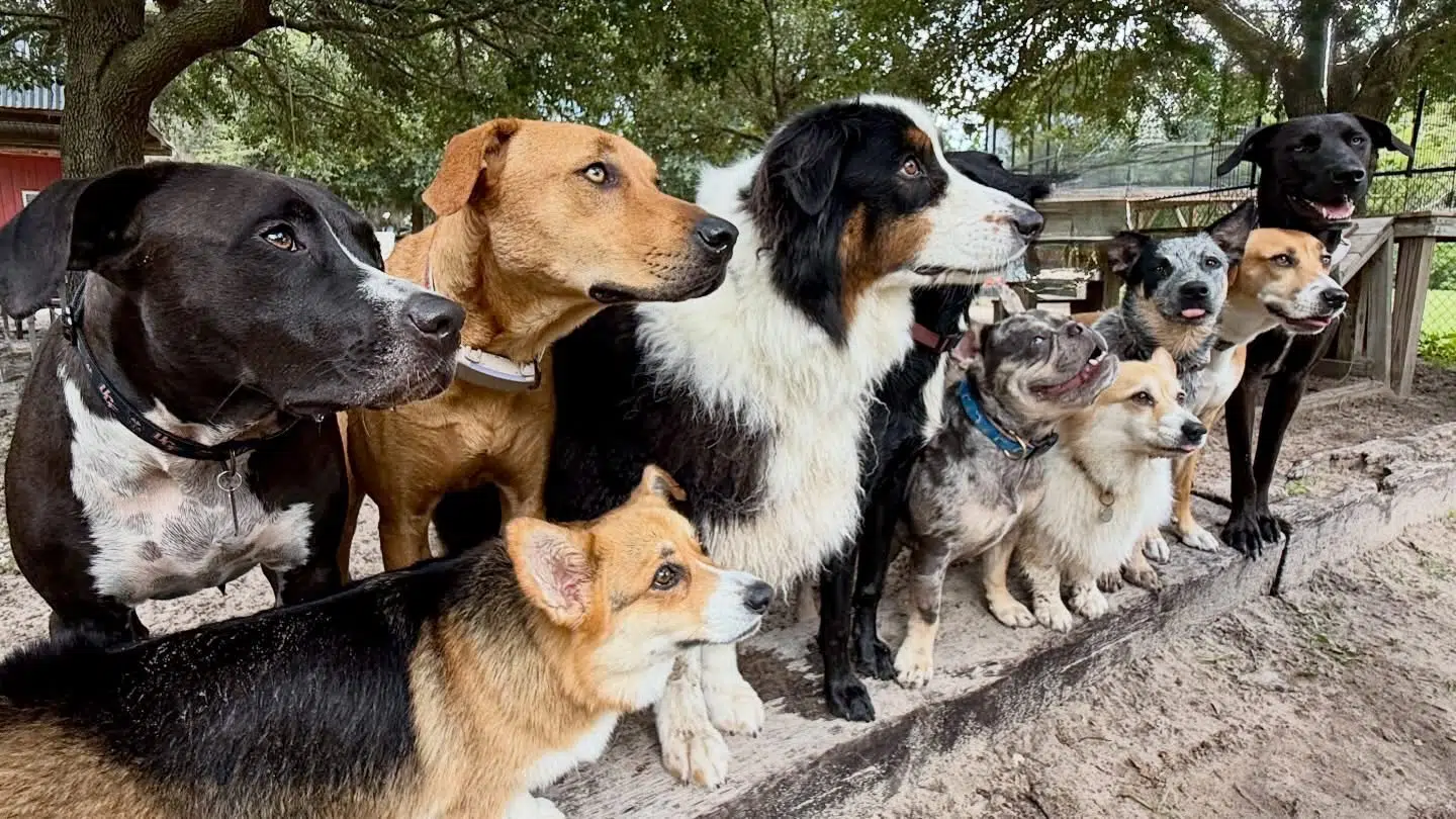 Doglando