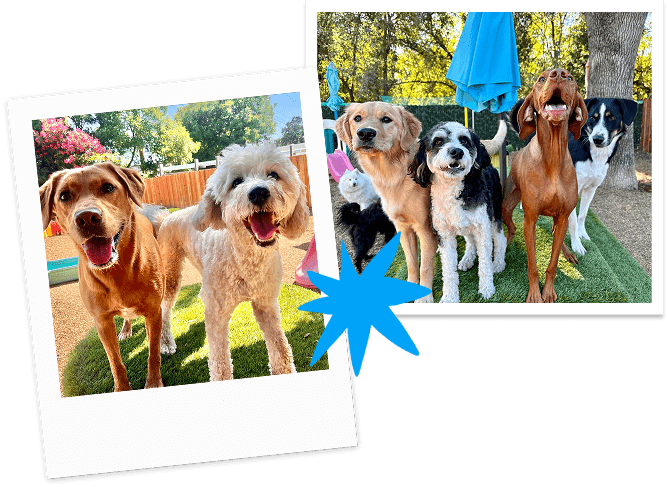 Canine Connection
