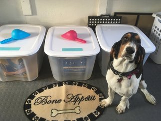 Paws About Town: Canine Training and Obedience