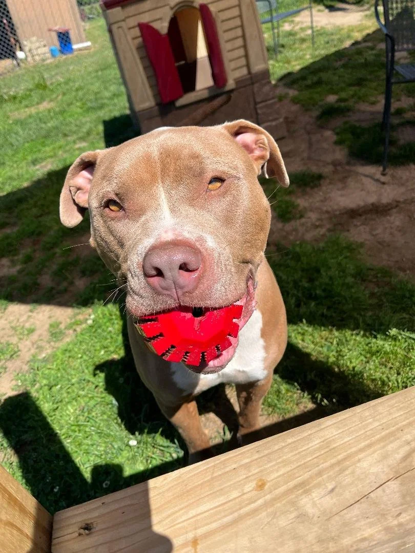 Hometown Hounds — dog trainer in Red Bank, NJ
