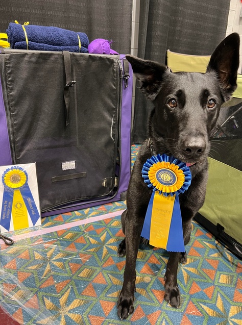 Four Paws Academy for Dogs