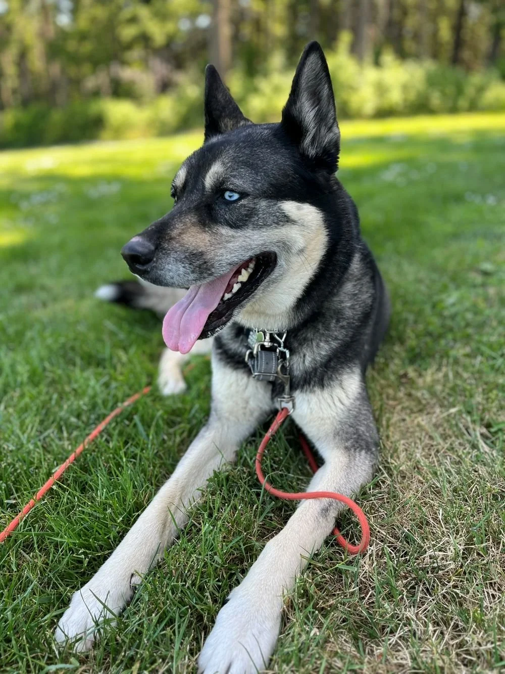 Atlas Canine PNW