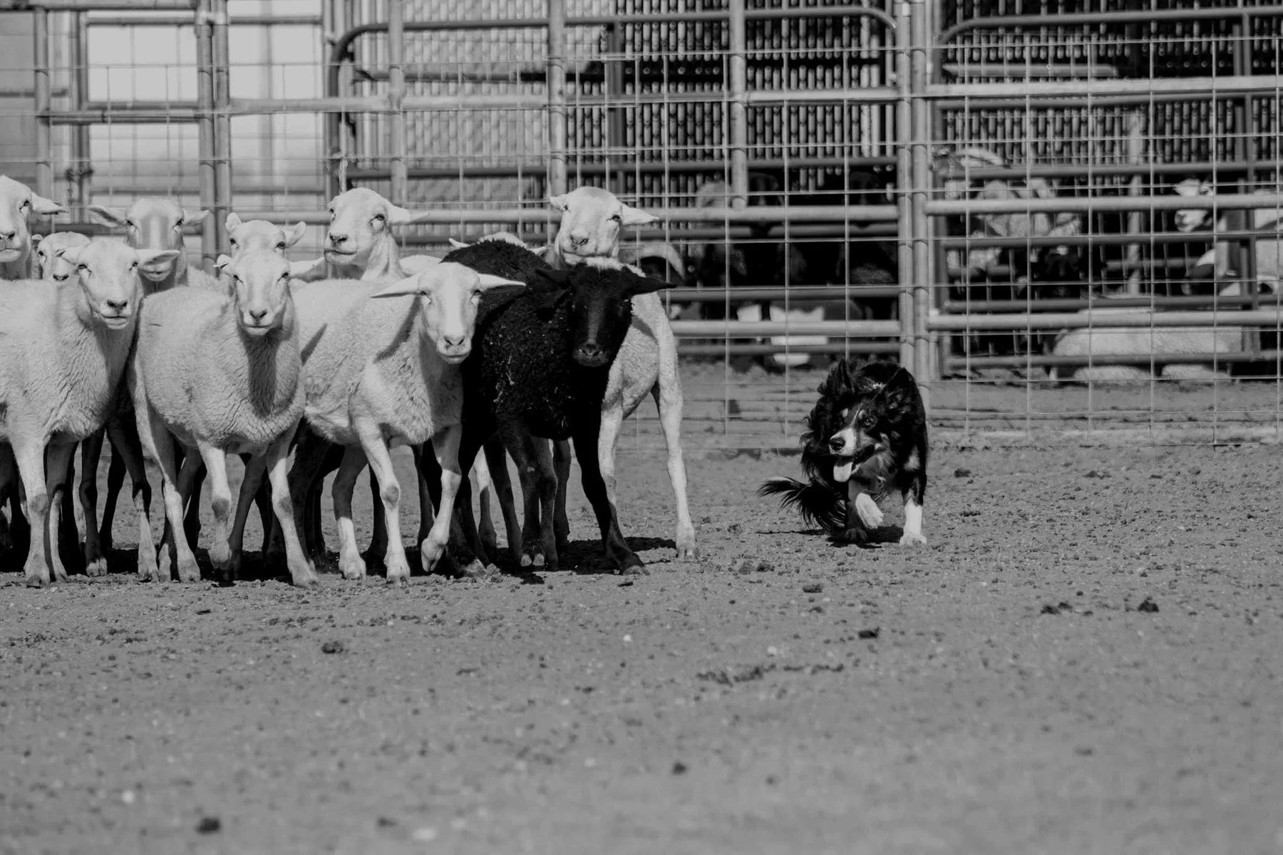 Norris Stockdogs