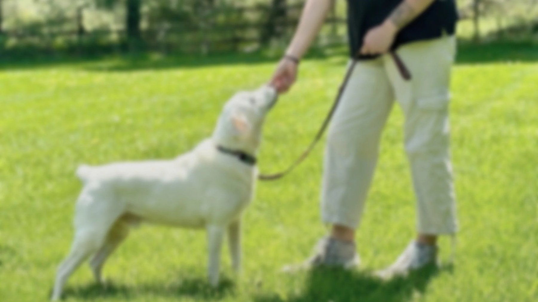 Rose Dog Training
