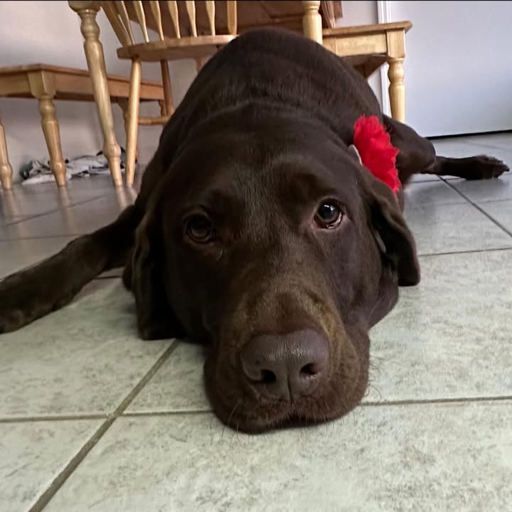 Mr. Good Dog Training/Matt Miller