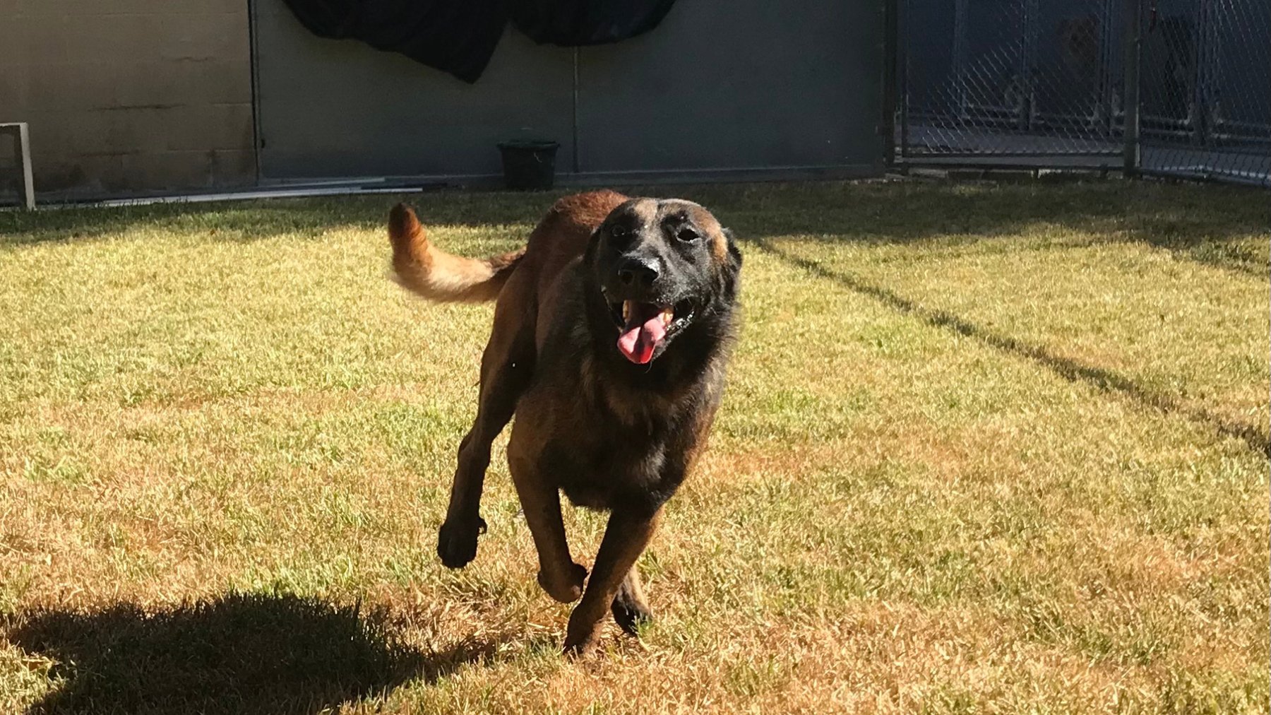 Kingwood Pet Resort