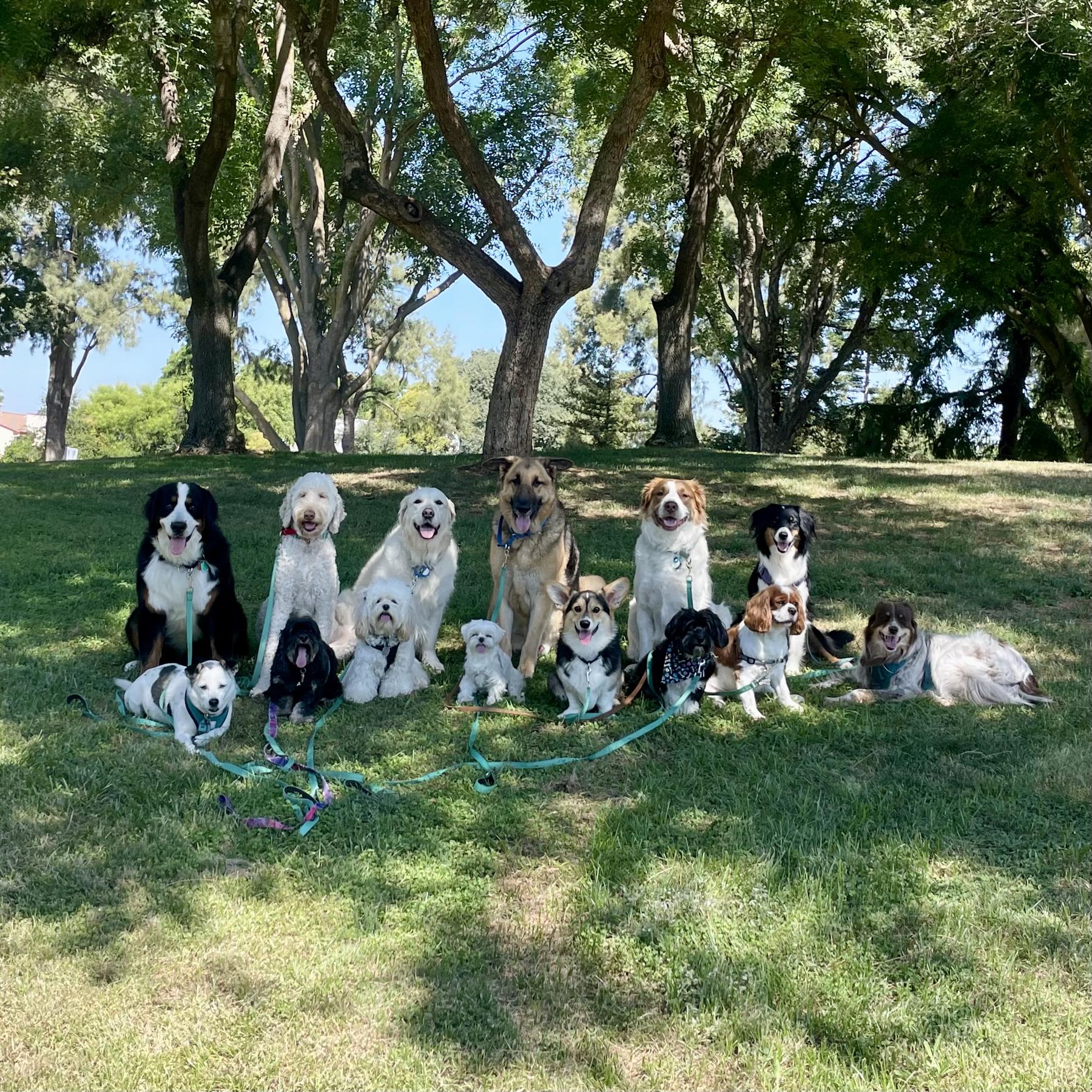 Laughing Dogs Davis