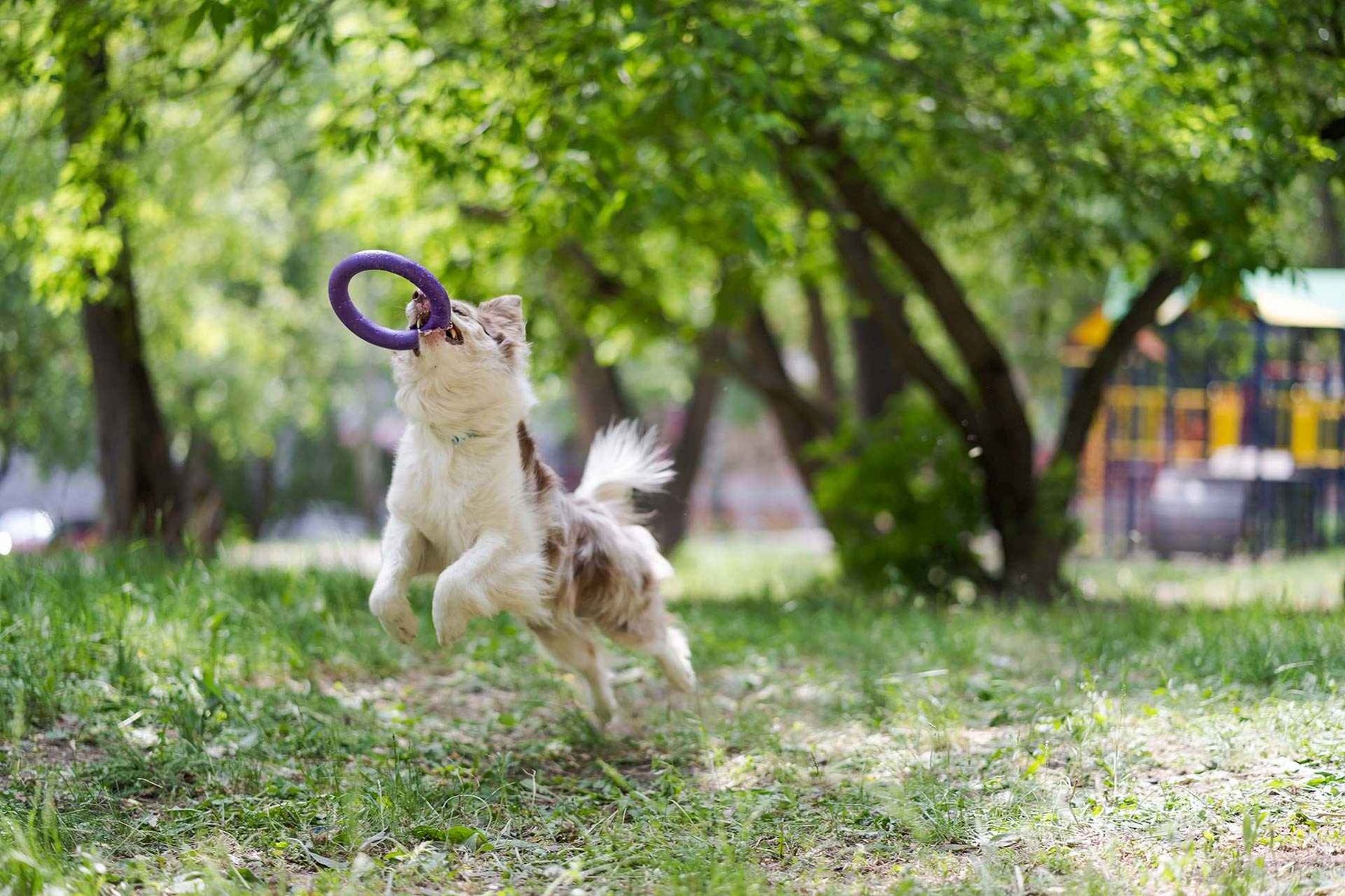 Leader of the Pack Dog Training LLC
