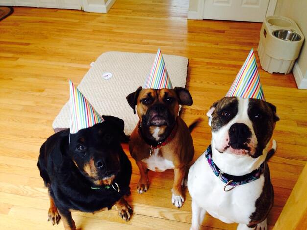 Pawsitive Play, LLC