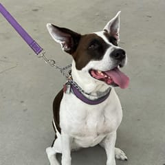 Dogs By Melissa — dog trainer in Port Charlotte, FL