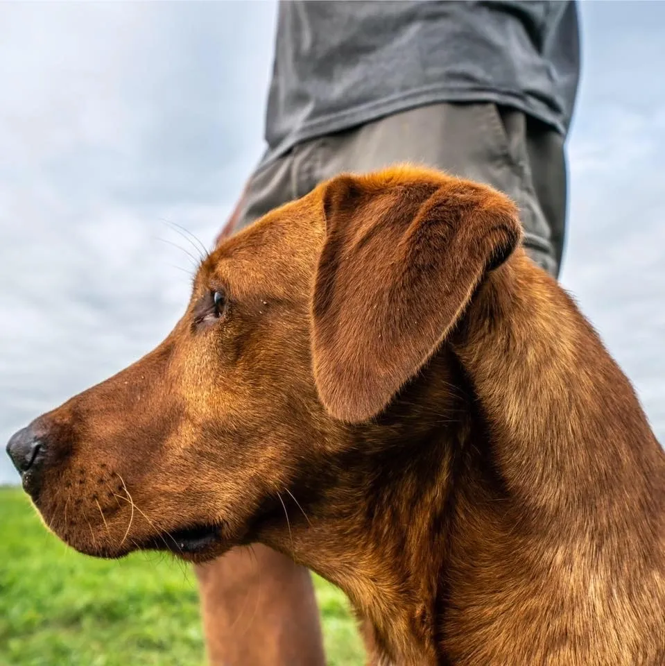 High Caliber Labradors
