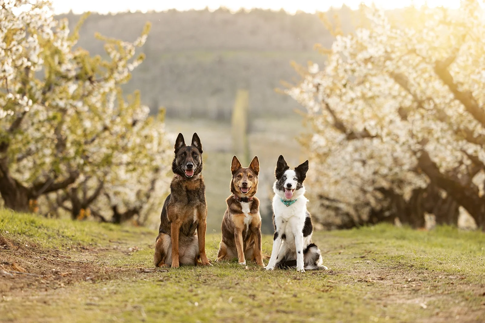 Aligned Canines