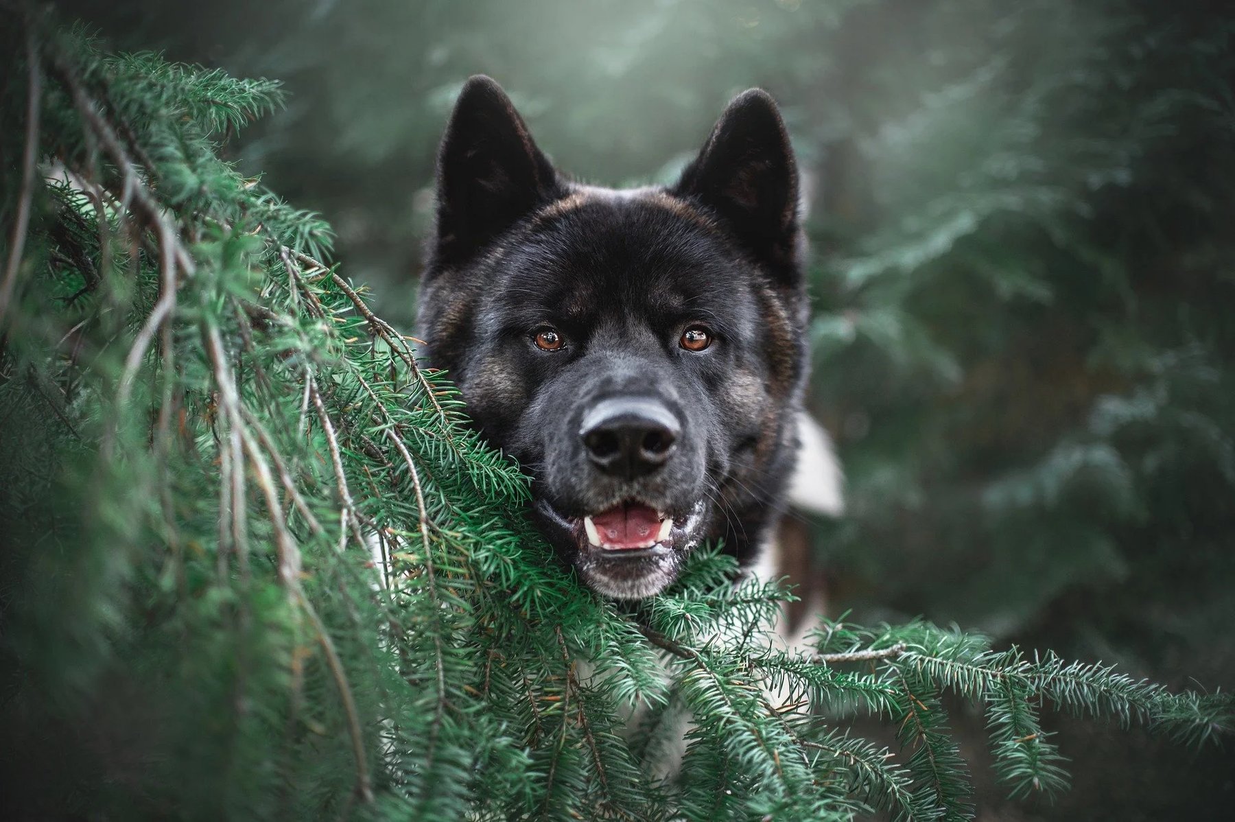 Blackwood Canine
