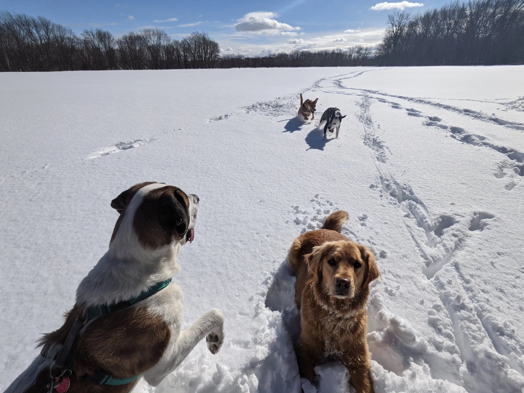 Queen City Dog Camp