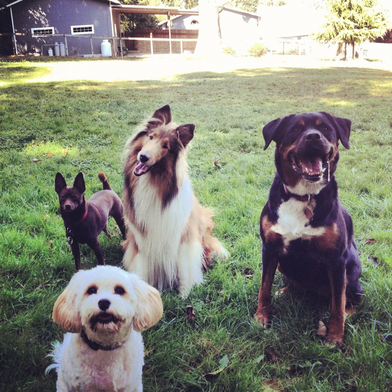 Dog Works Ranch LLC