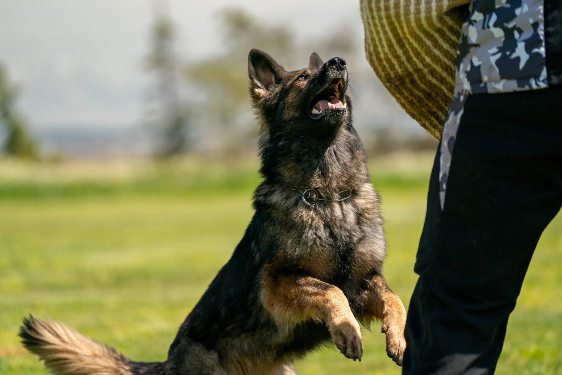 Placer County Schutzhund Club