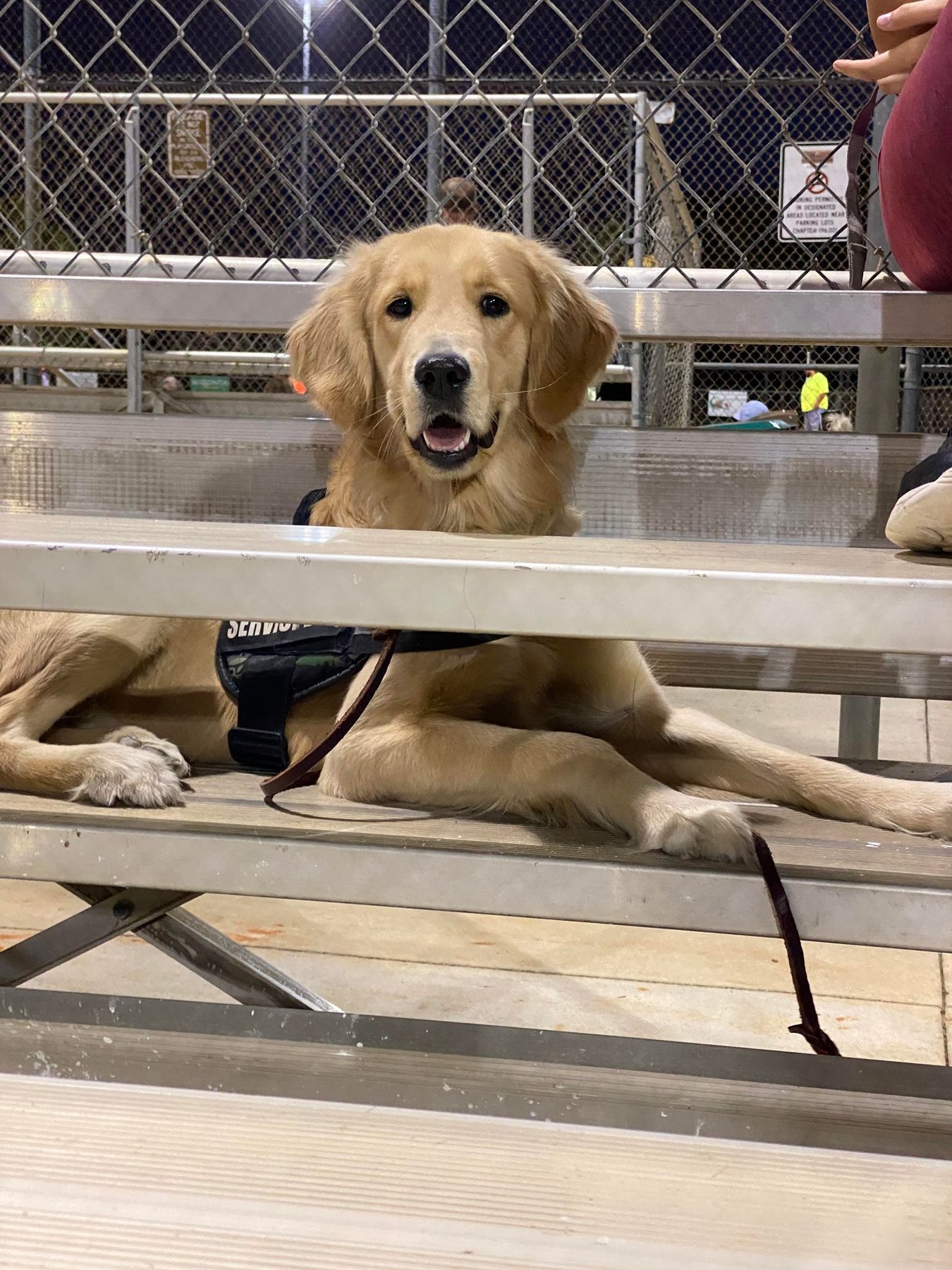 Voltaire K9 Training