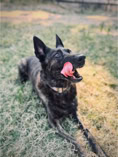 Aaron’s Pawsitive Coaching