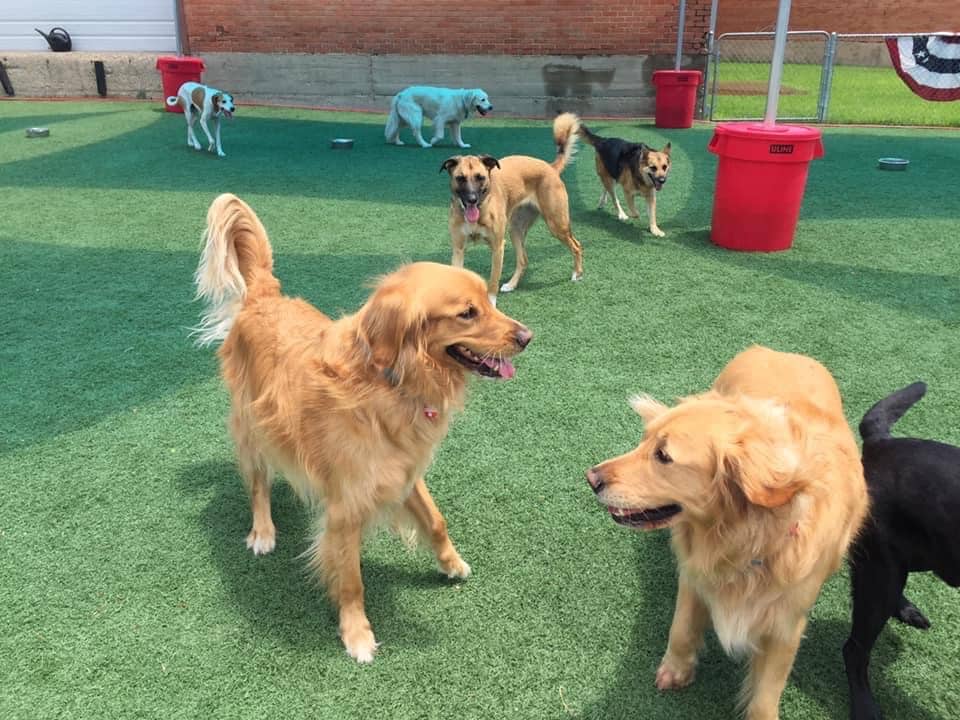 Underdog Kennels Dog Daycare and Boarding — dog trainer in Dallas, TX