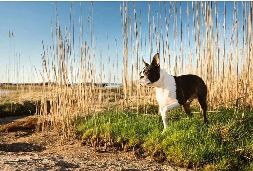 One Smart Dog Training & Behavior
