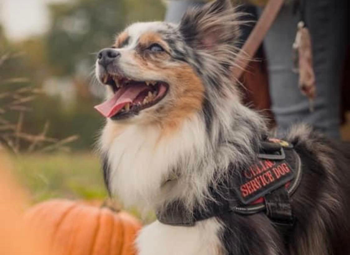 Nosey Dog Detection Partners
