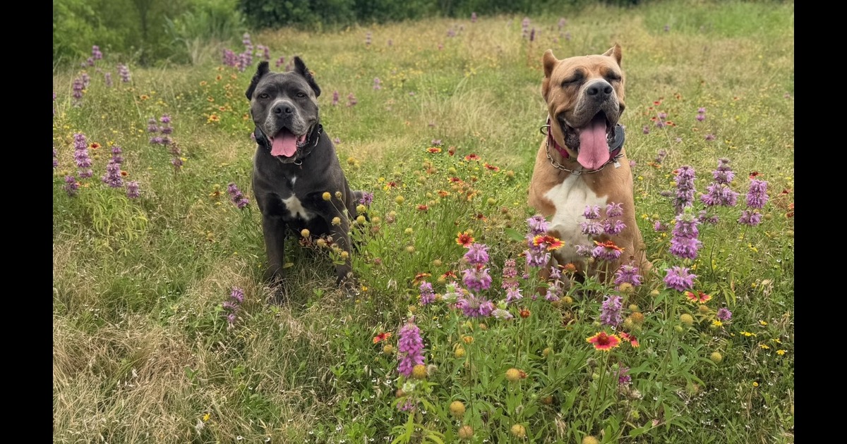 A Better Bond Dog Training — dog trainer in Cedar Park, TX