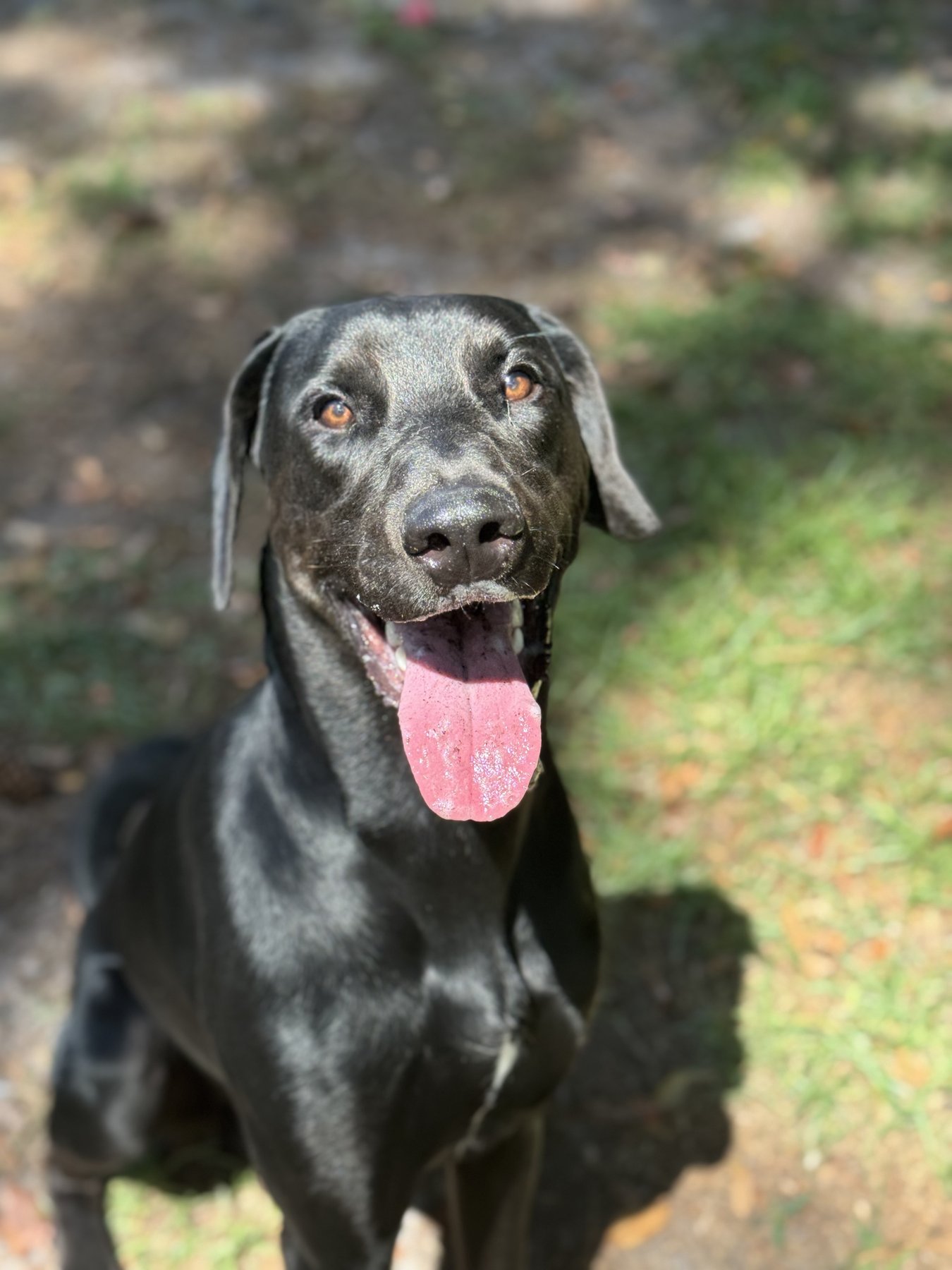 Revival K9 Training Academy & Care Facility, LLC