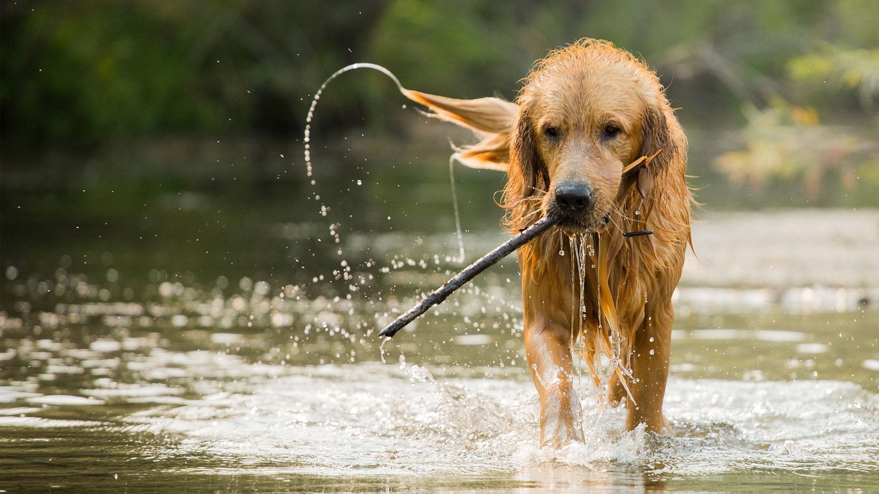 Sit Means Sit - The Woodlands, Spring & Conroe — dog trainer in Conroe, TX