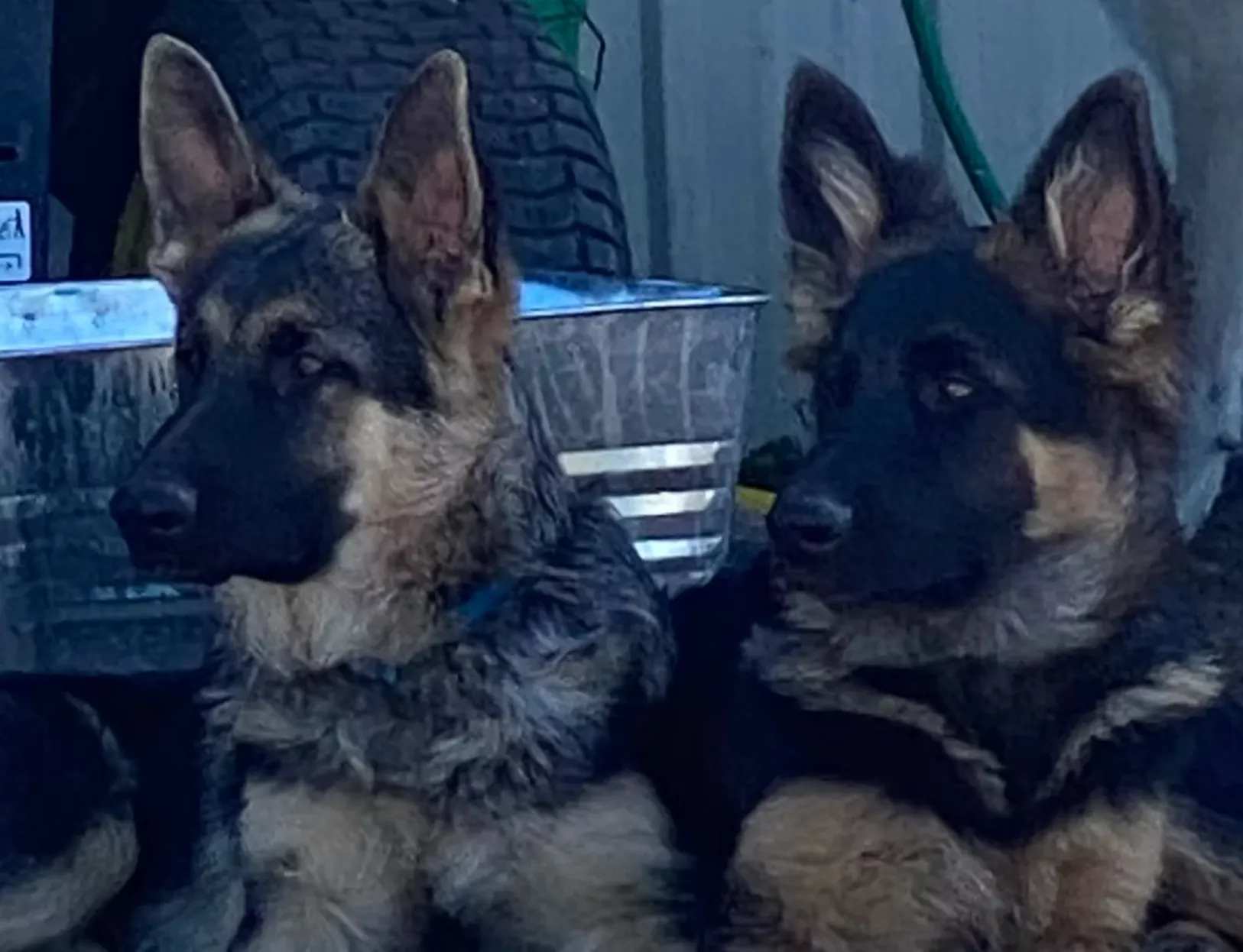 Wyoming K-9 Training Academy