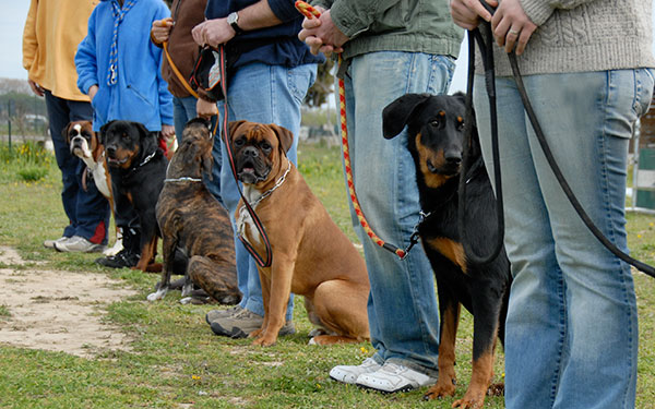 Crossroads Country Club Pet Resort