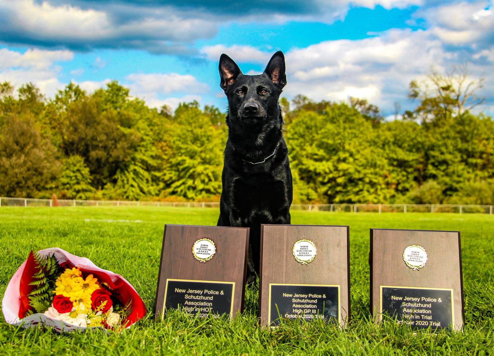 Innovative Canine Company — dog trainer in Bridgewater, NJ
