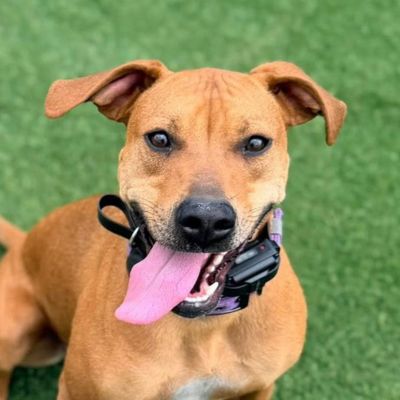 Meadow Ridge Pet Lodge