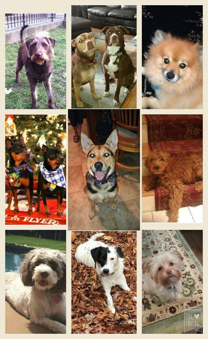 My Canine Coach Dog Training