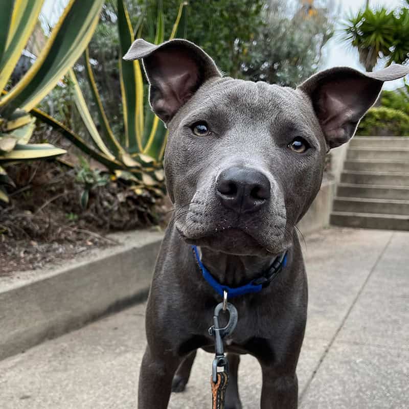 Good Dog Happy Dog LLC — dog trainer in San Francisco, CA