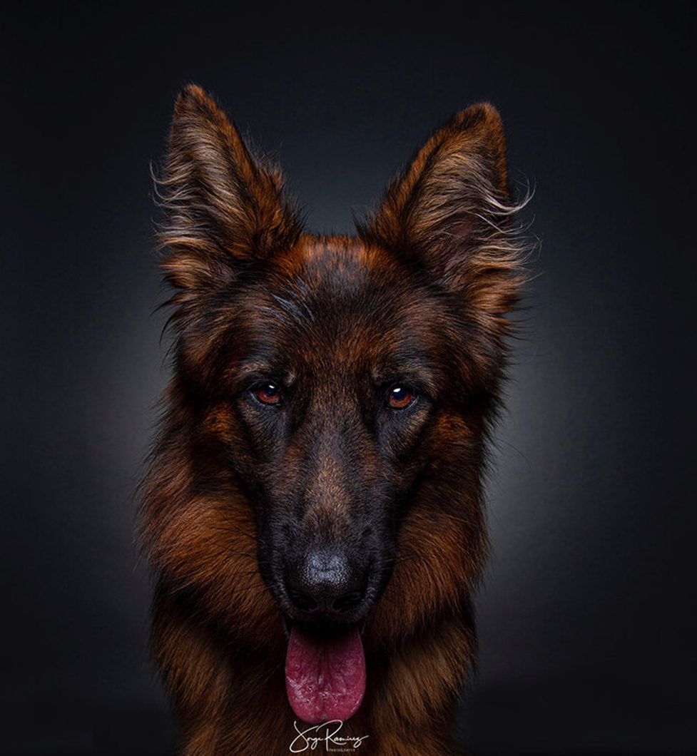 Who’s Alpha? Dog Training LLC