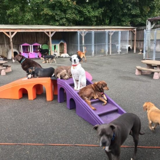 Weymouth Dog Shop