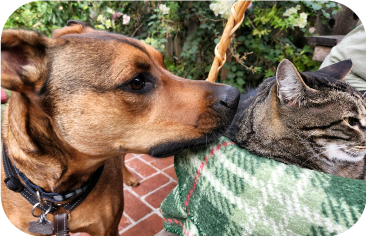 Scallywag Training — dog trainer in Oakland, CA