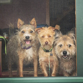 Scruffy Dog Training