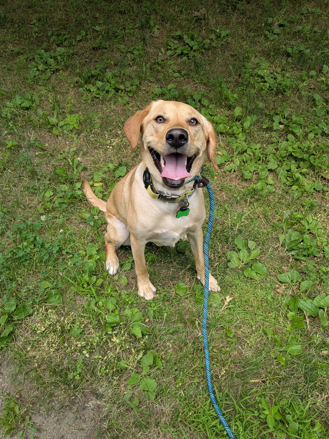 Balanced Bond Canine Coaching, LLC