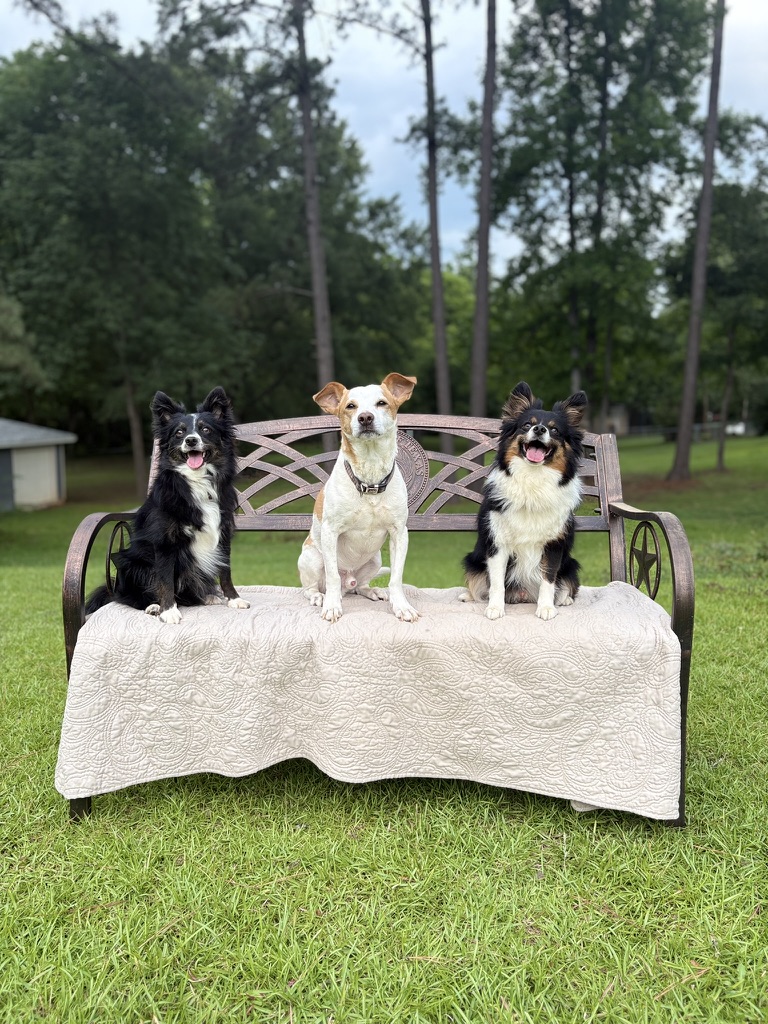 Dog Think. CPDT-KA — dog trainer in Tyler, TX