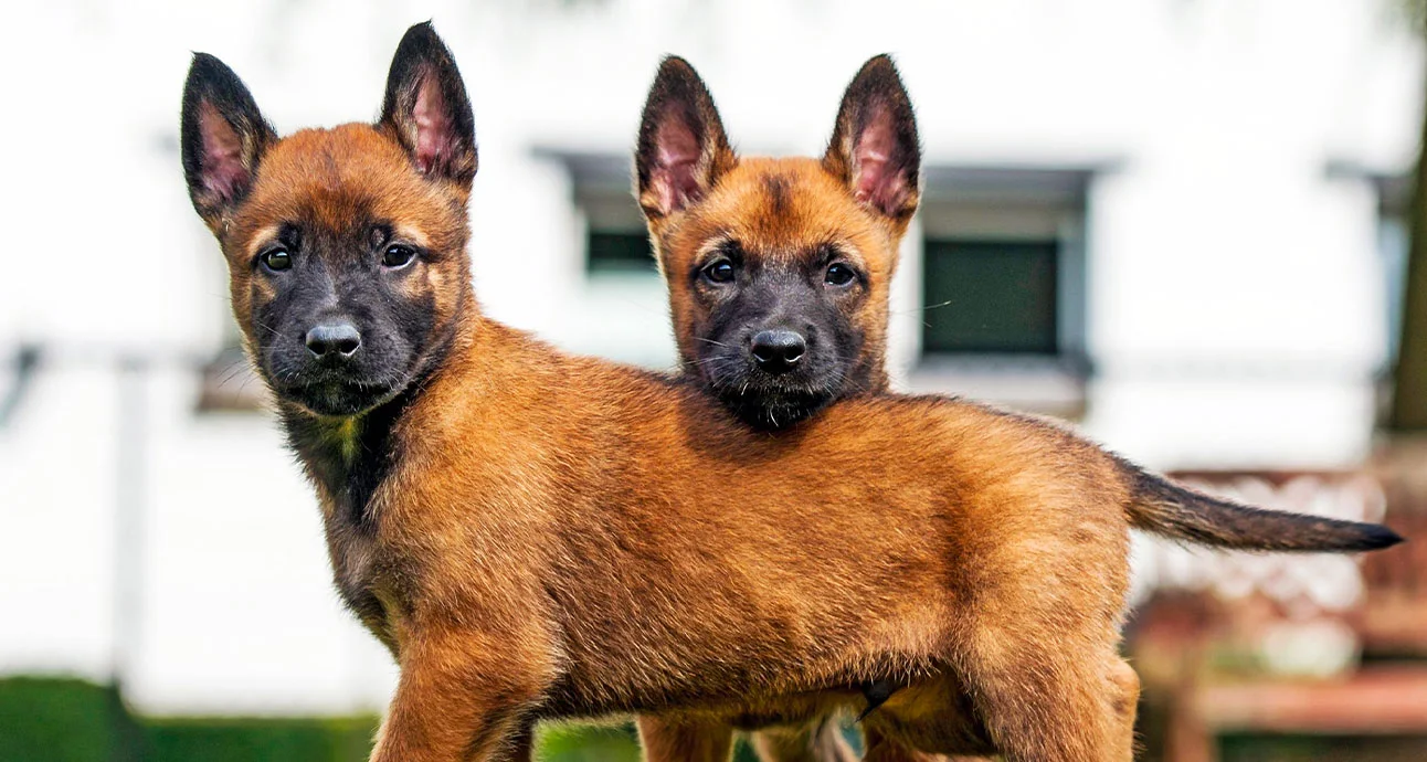 Alpha Buddy Dog Training