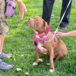 Three Little Pits