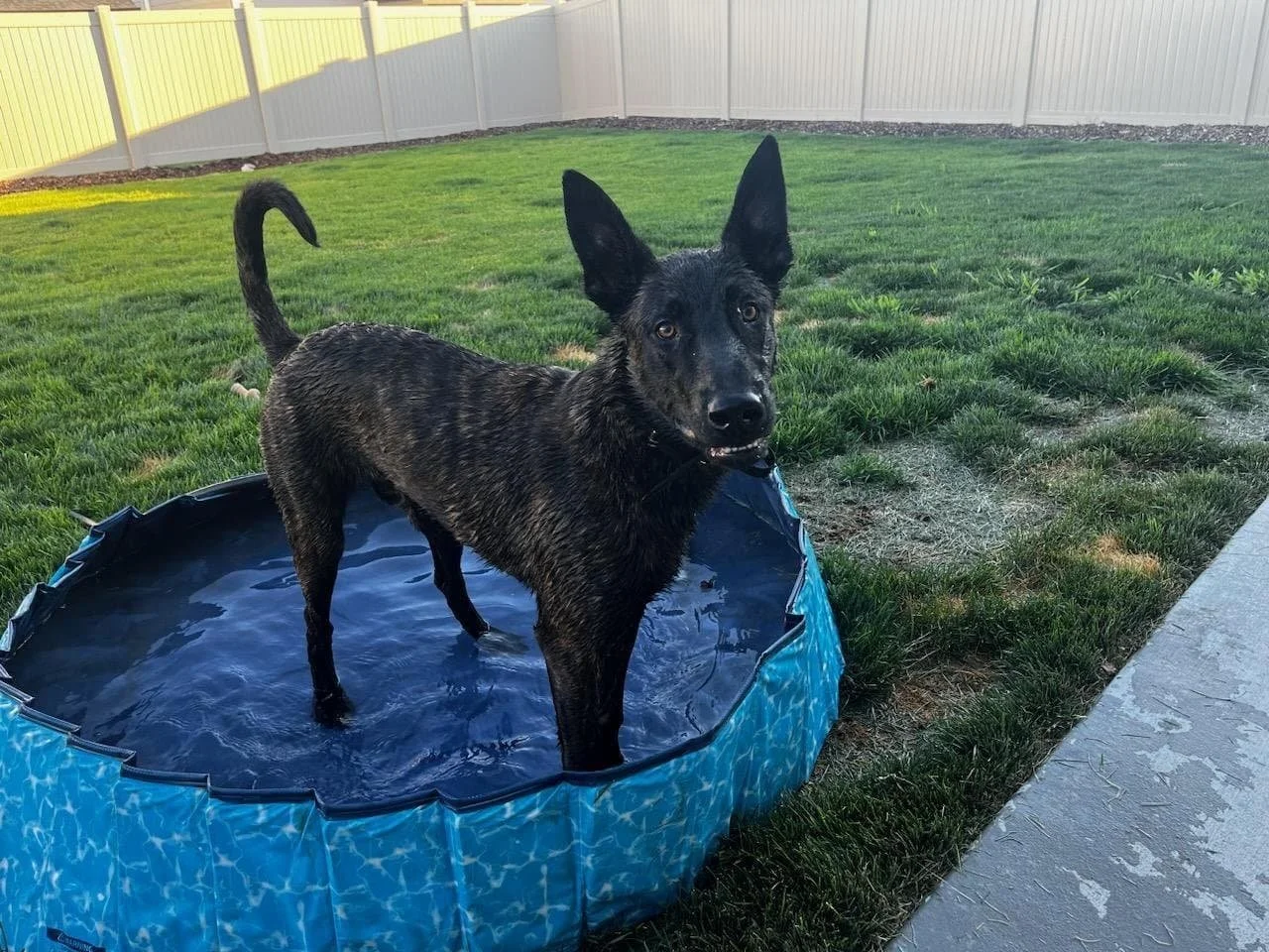 CRK9 Idaho — dog trainer in Caldwell, ID