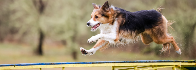 Oregon School for Clever Dogs