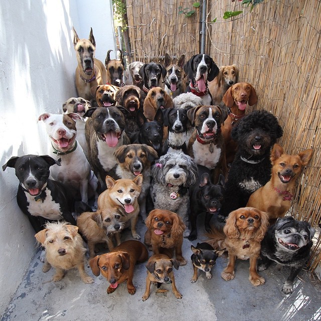 Coexisting Canine Dog Training